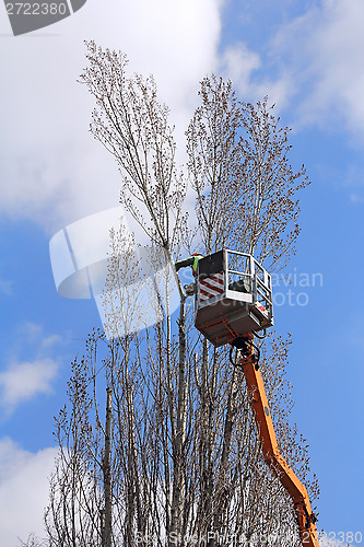 Image of Trimming trees
