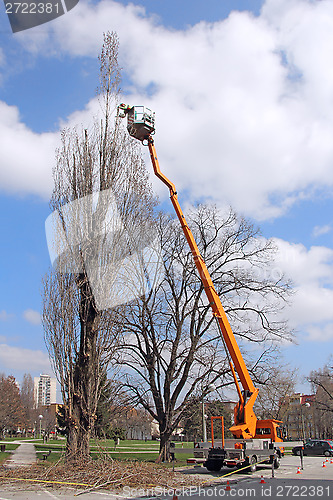 Image of Trimming trees_1