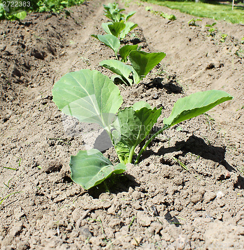 Image of Young Cabbage 