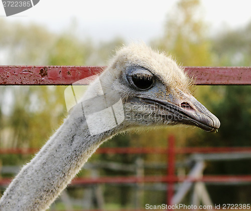 Image of Ostrich