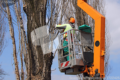 Image of Trimming trees_2