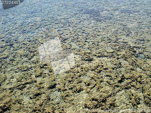 Image of Corals