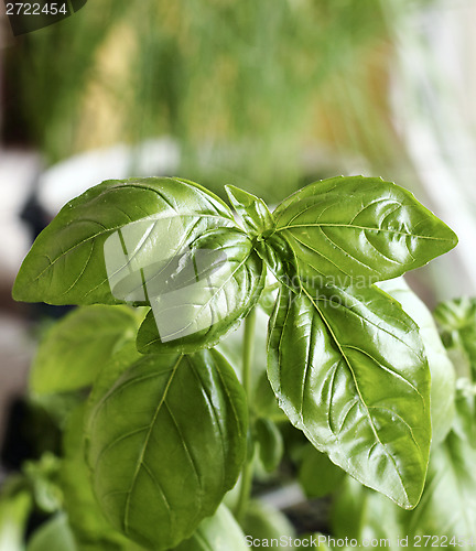 Image of Green basil 