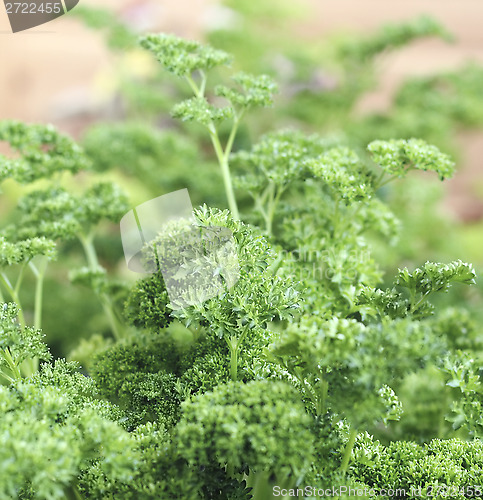 Image of Parsley