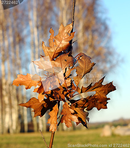 Image of Yellow leaves of the young oaks 