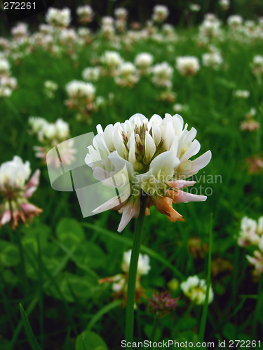 Image of Clover field # 02