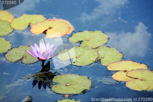 Image of Pink waterlily