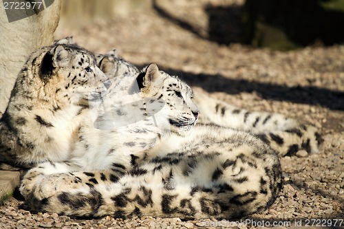 Image of Lying family of Snow Leopard Irbis (Panthera uncia) 