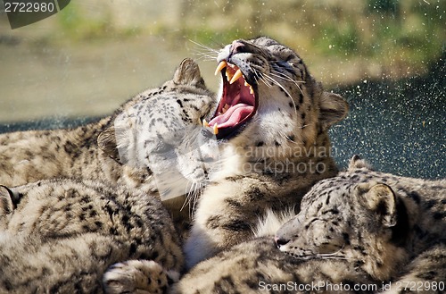 Image of Lying family of Snow Leopard Irbis (Panthera uncia) 