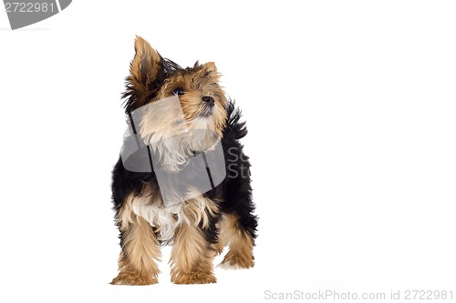 Image of Yorkshire Terrier puppy standing in front isolated on white background