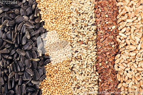 Image of Cereal Grains and Seeds : Rye, Wheat, Barley, Oat, Sunflower, Flax