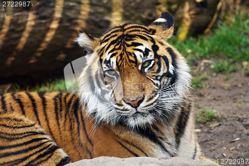 Image of Tiger, portrait of a Sumatran Tiger
