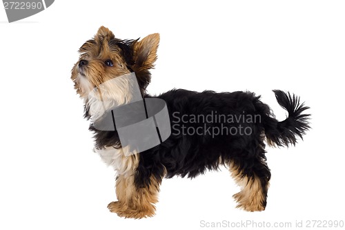 Image of Puppy of the Yorkshire Terrier isolated on the white background