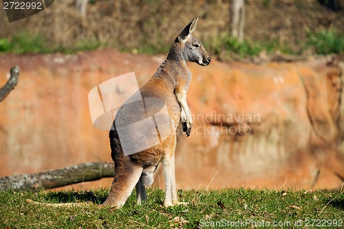 Image of Kangaroo