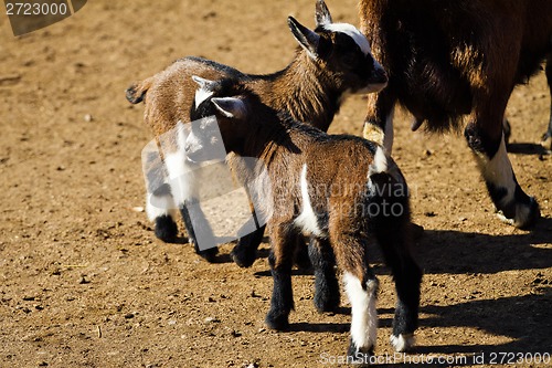 Image of Baby Goats