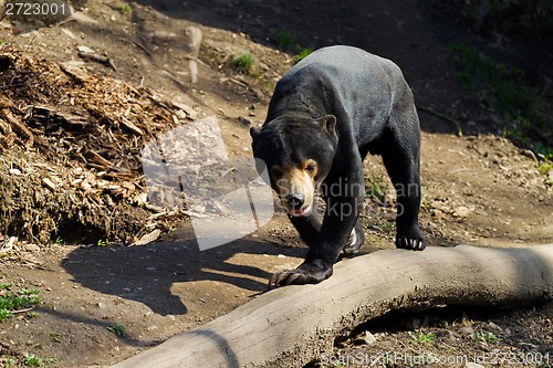 Image of Malayan Sun Bear 