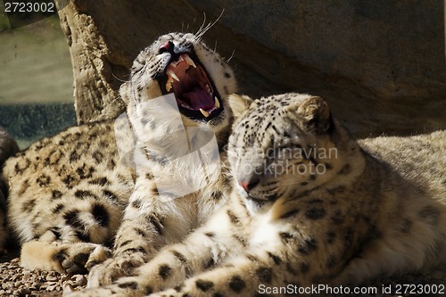 Image of Lying family of Snow Leopard Irbis (Panthera uncia)