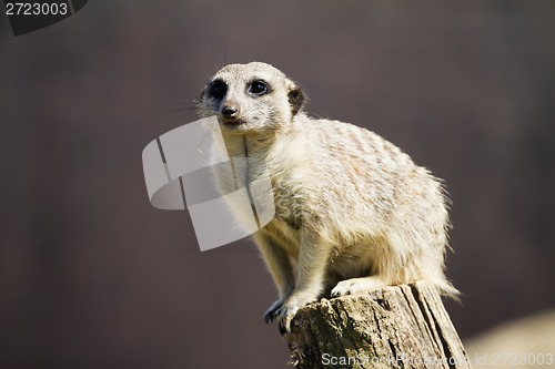 Image of Meerkat 