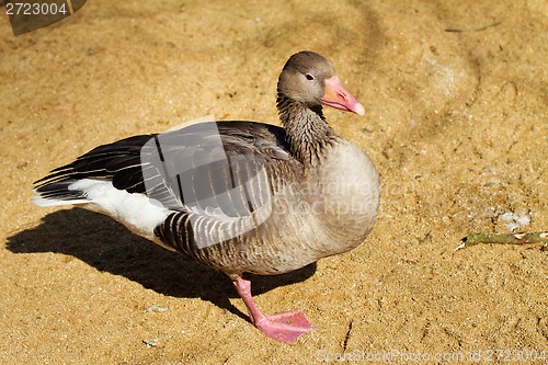 Image of Greylag goose