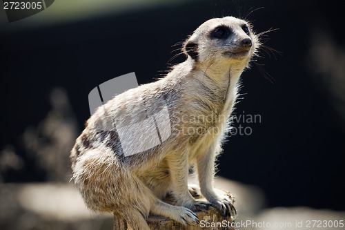 Image of Meerkat 