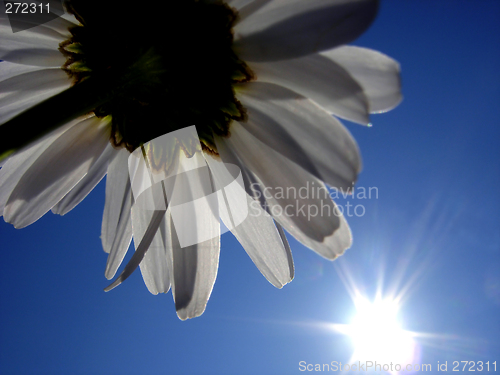 Image of Daisy, Soft summer