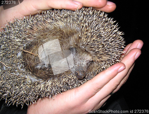 Image of The scared wild hedgehog in human hands