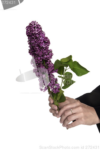 Image of lilac