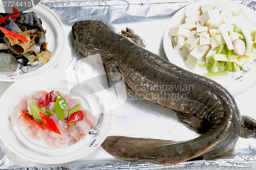 Image of Chinese Food: Giant salamander