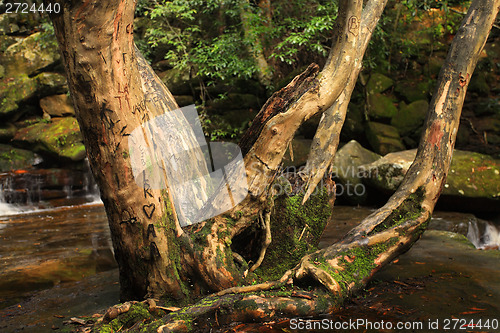 Image of Carved Love Tree