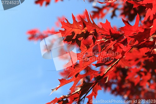 Image of autumnal color leaves 