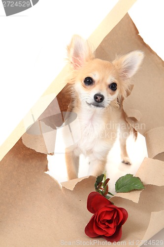 Image of chihuahua as valentine present with rose