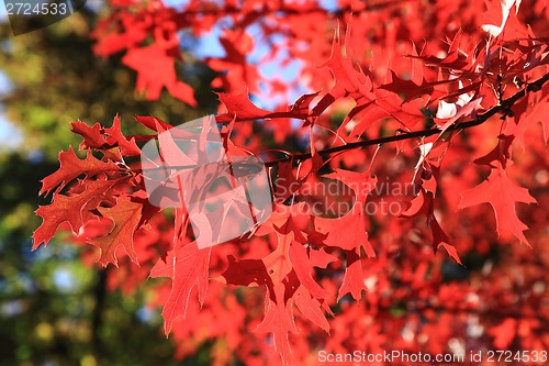 Image of autumnal color leaves 