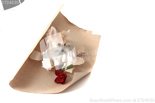 Image of chihuahua as valentine present with rose