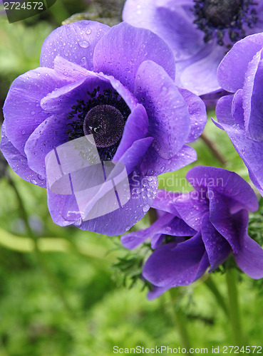 Image of Lilac poppies on a green field with water drops