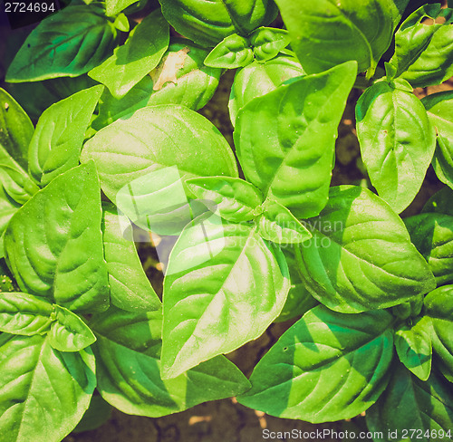 Image of Retro look Basil picture