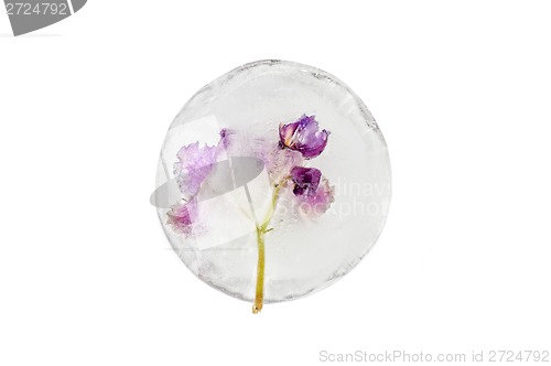 Image of violet flowers frozen at ice