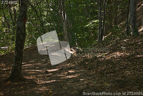 Image of beech wood