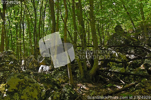 Image of beech wood