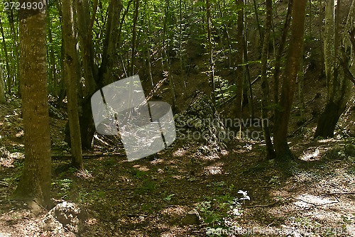 Image of beech wood