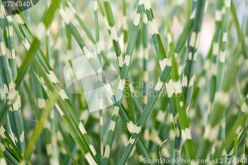 Image of stripped ornamental grass background