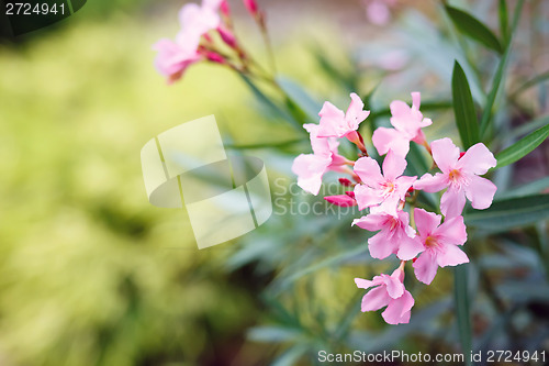 Image of spring flower in garden with shallow focus 