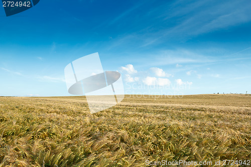 Image of golden wheat field with clouds