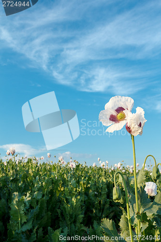 Image of agriculture poppy field