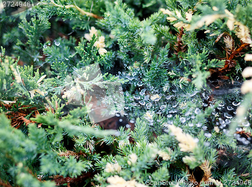 Image of conifer with shallow focus for background