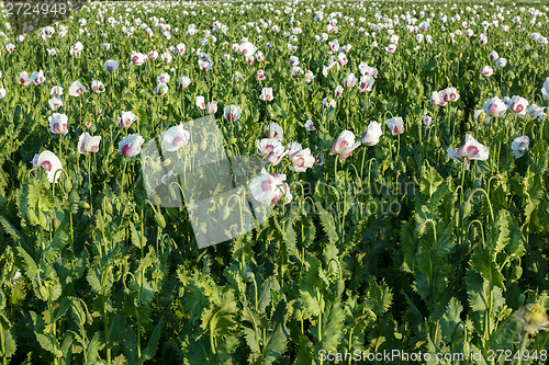 Image of agriculture poppy field