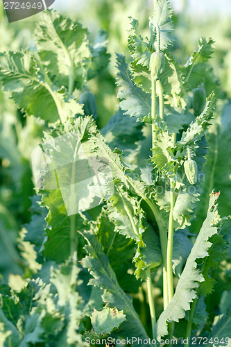 Image of agriculture poppy field