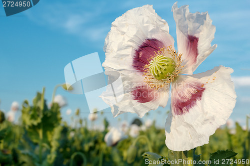 Image of agriculture poppy field