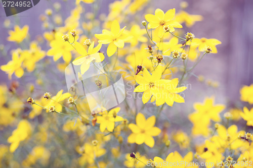 Image of spring flower in garden with shallow focus 