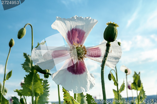 Image of agriculture poppy field