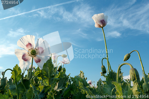 Image of agriculture poppy field